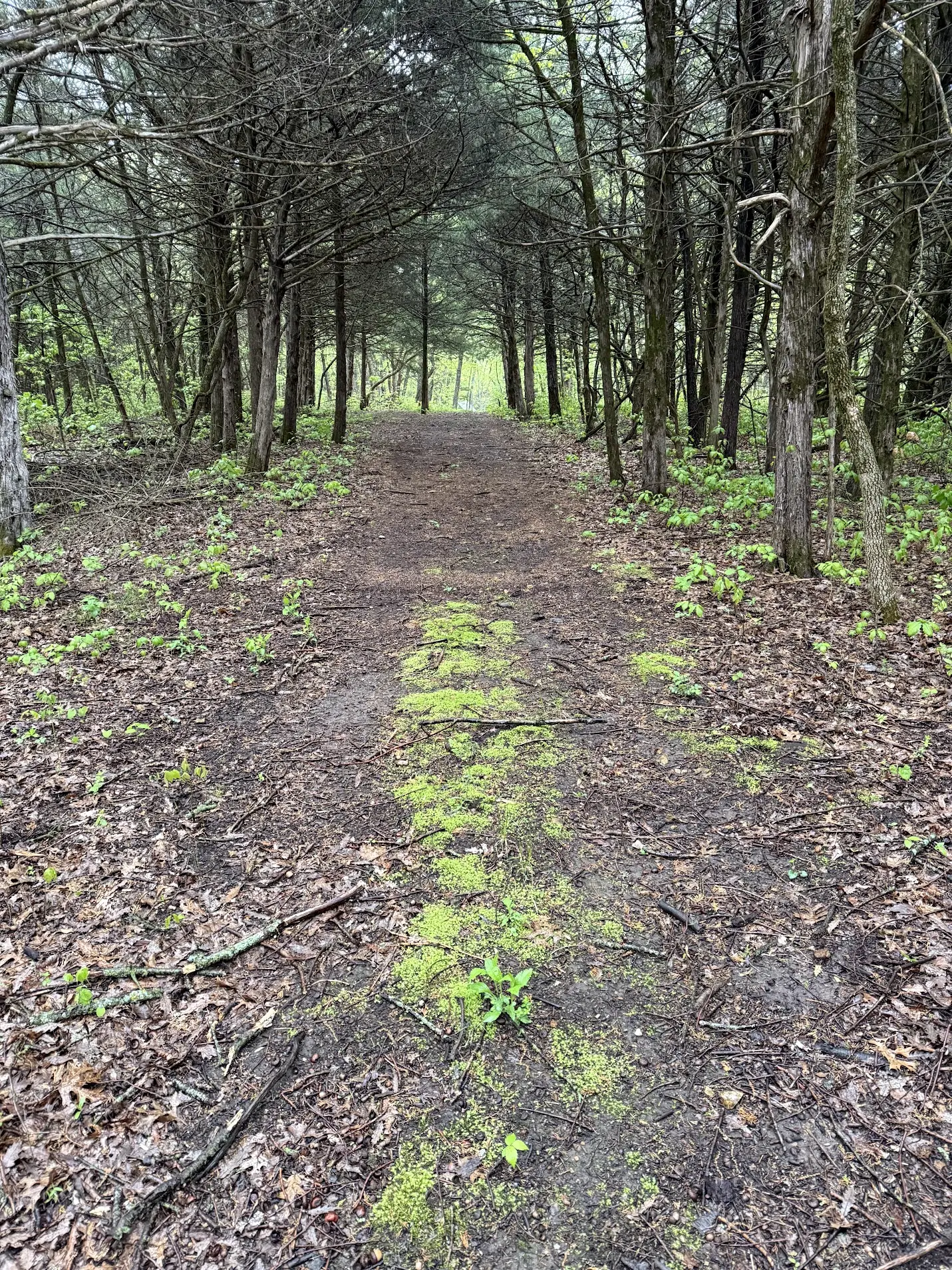 Forest floor path winding through the trees